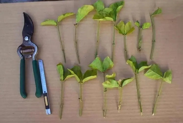 茉莉花成活率高的繁殖扦插视频,一学就会的茉莉花养殖视频教学
