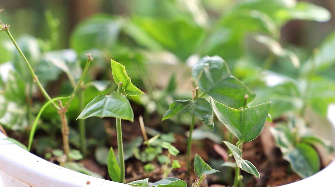 茉莉花成活率高的繁殖扦插视频,一学就会的茉莉花养殖视频教学