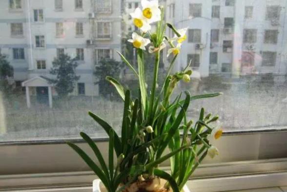 <b>水仙花养护视频：水仙花发芽后怎样养护和管理</b>