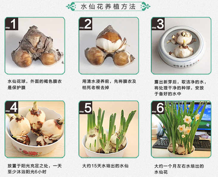 水仙花养护视频:水仙花发芽后怎样养护和管理