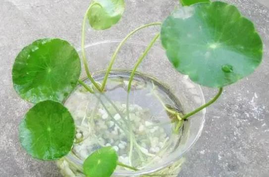 <b>铜钱草水培秘籍：石子VS细沙你选对了吗？</b>