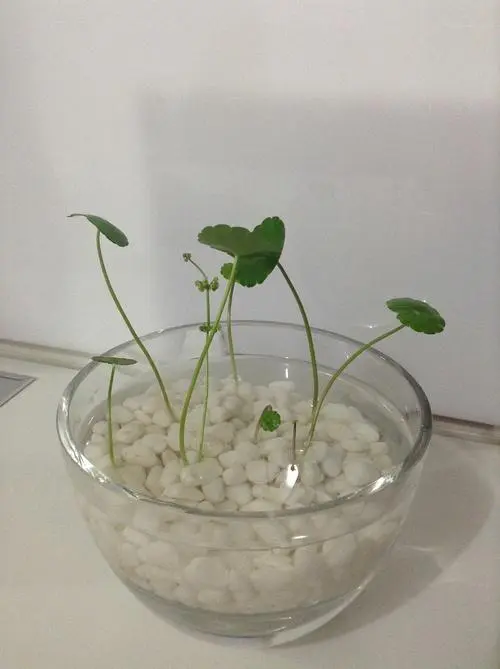 铜钱草水培秘籍:石子VS细沙你选对了吗?