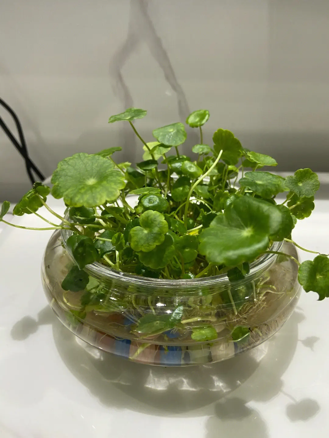 铜钱草水培秘籍:石子VS细沙你选对了吗?
