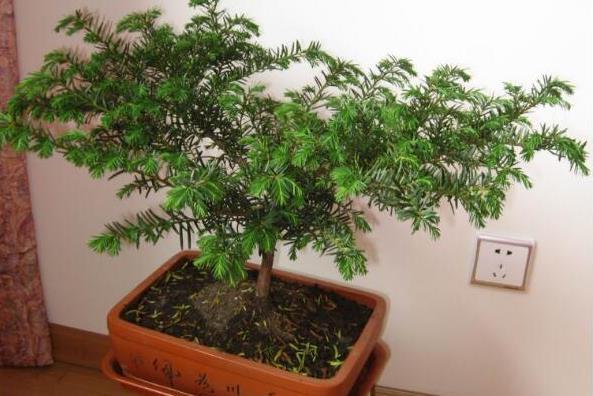 <b>绿意充盈阳台，红豆杉养出家庭好风水</b>