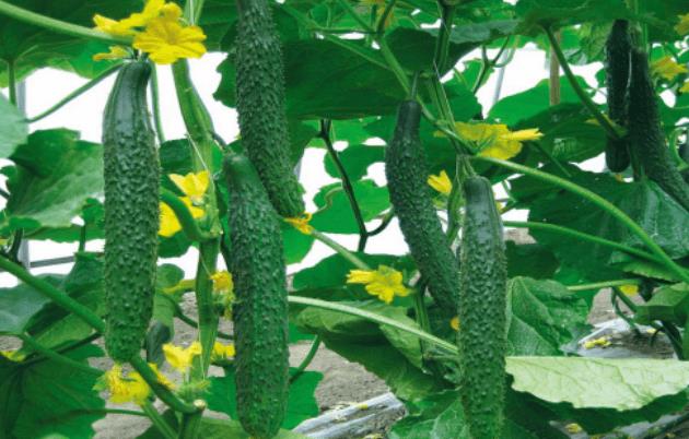 <b>阳台变身菜园子！阳台种植乳黄瓜视频教程美味触手可及</b>
