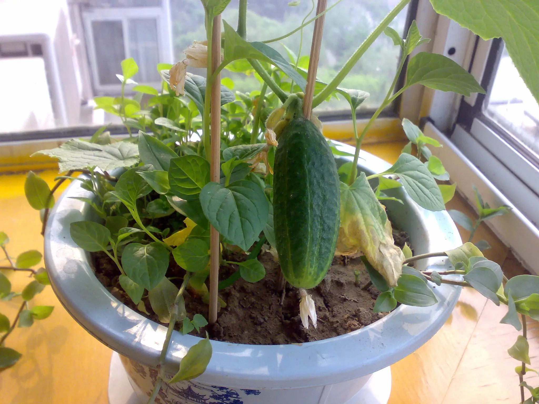 阳台变身菜园子!阳台种植乳黄瓜视频教程美味触手可及