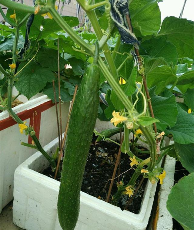 阳台变身菜园子!阳台种植乳黄瓜视频教程美味触手可及