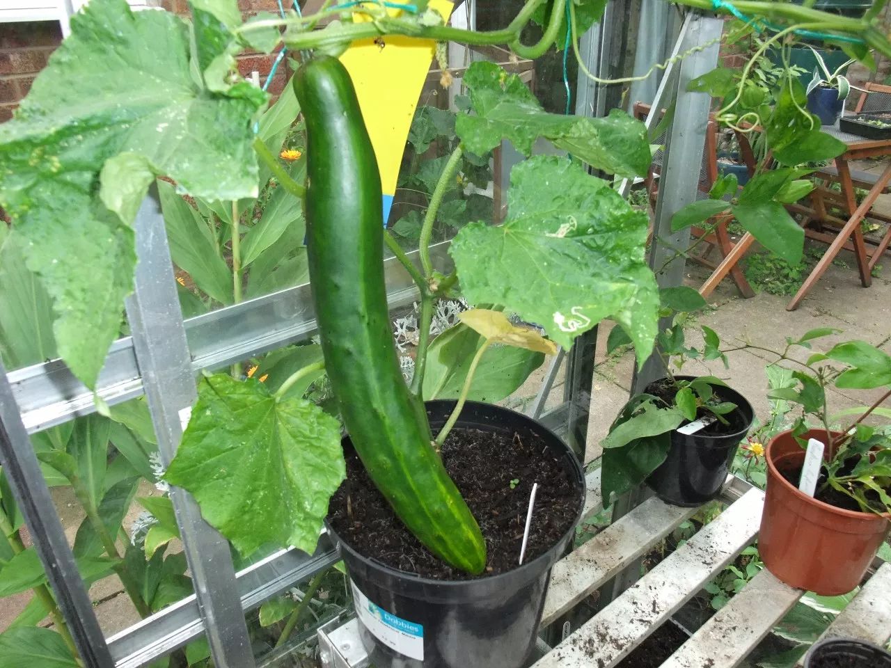阳台变身菜园子!阳台种植乳黄瓜视频教程美味触手可及