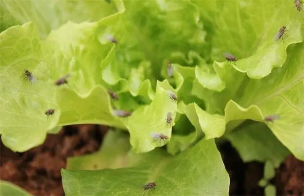 守护生菜品质:生菜有什么虫害需要打农药?