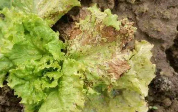 守护生菜品质:生菜有什么虫害需要打农药?