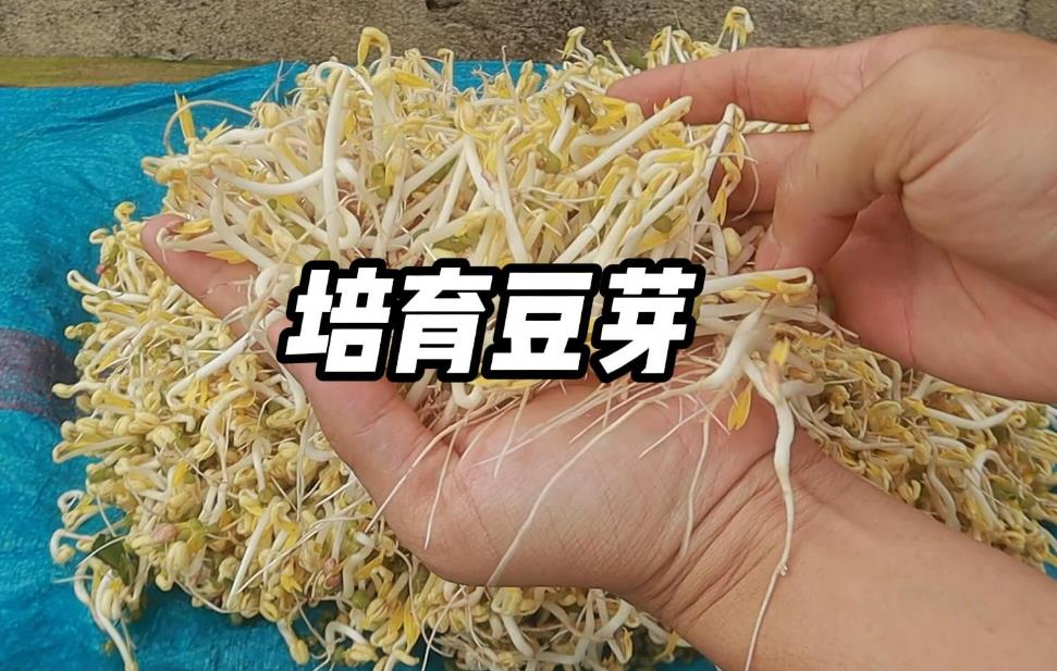 <b>豆芽家庭DIY速培发芽制作视频教程分享</b>