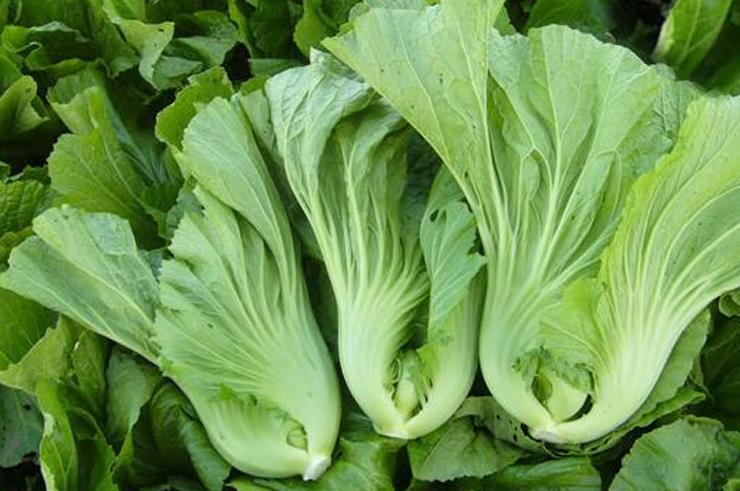 <b>芥菜的秘密-芥菜是吃叶子还是根？</b>