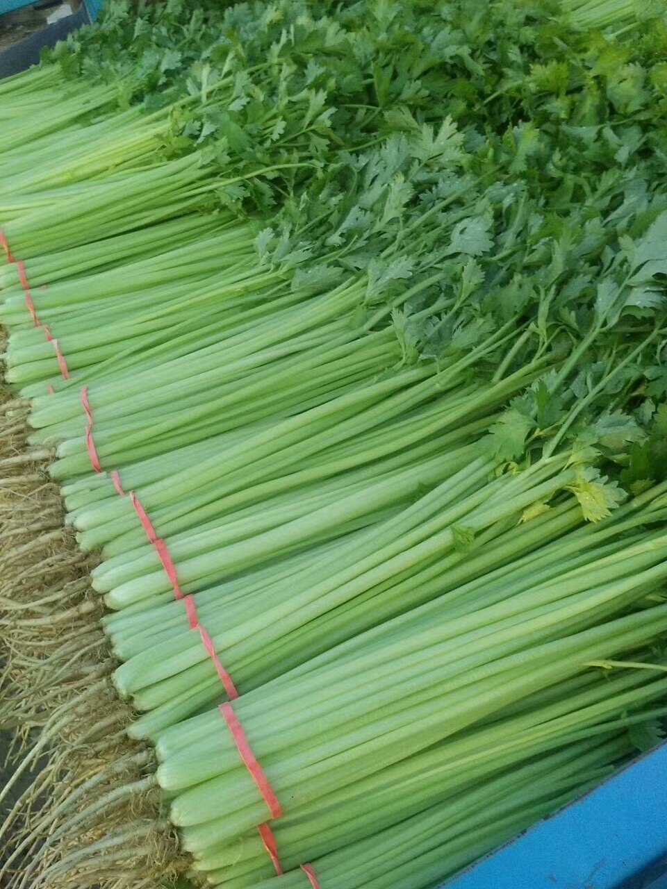 芹菜也有“身材”之分?粗芹菜和细芹菜有什么区别