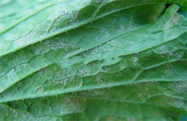 娃娃菜虫害有哪些,从蚜虫到斑点潜蝇一网打尽