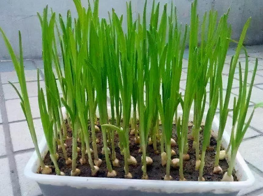 <b>阳台变身小菜园，室内阳台种植蒜苗视频方法教程</b>
