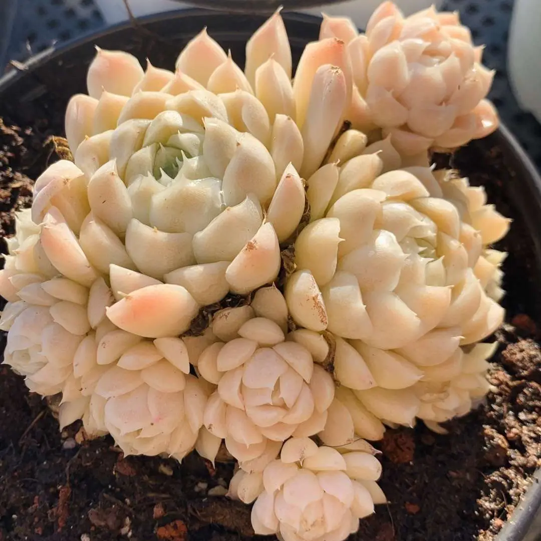 达人视频教学:阿尔巴白月影怎么养出好看的状态