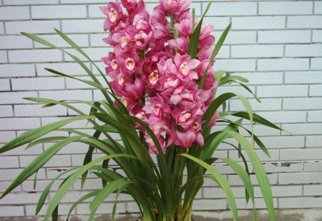 <b>家中养花新选择：风信子优雅，凤仙花易养，你pick哪一款？</b>