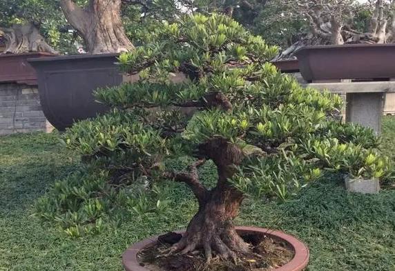 <b>罗汉松养护不再难！科学浇水+细心呵护养出好状态</b>