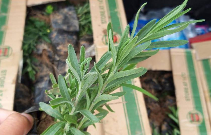 打造梦幻薰衣草花海:种子培育与花苗养殖的优缺点对比