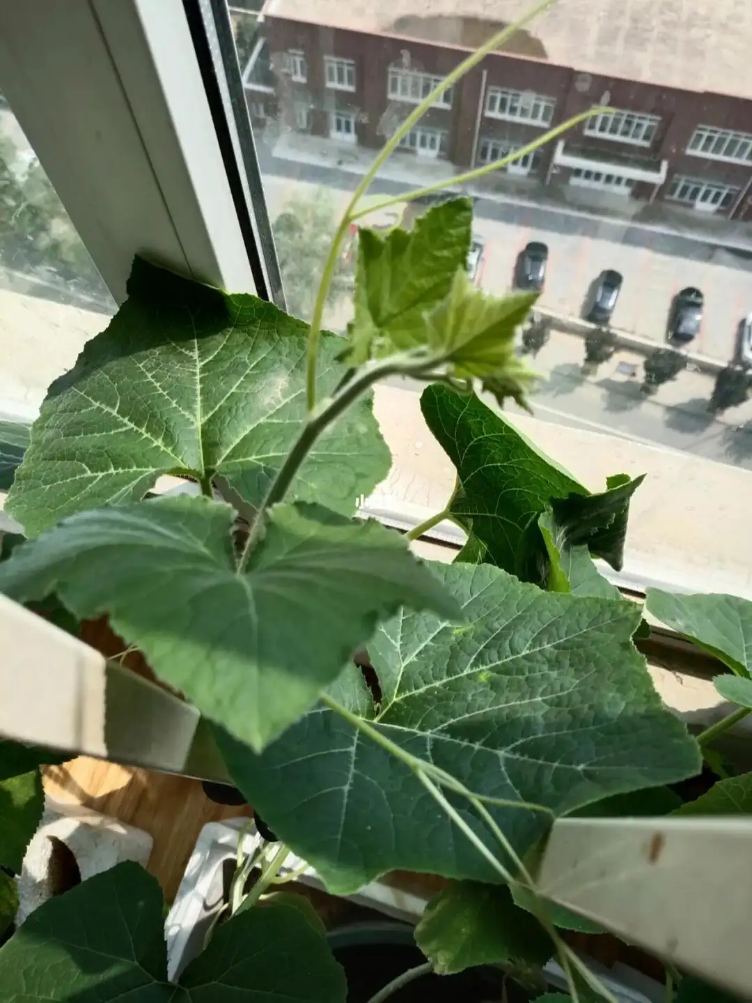 视频讲解-南瓜喜阴还是喜阳?阳台种植能生长吗?