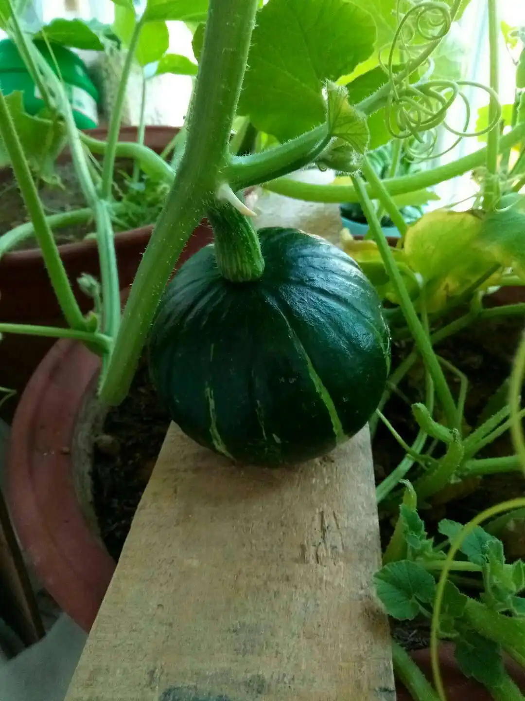 视频讲解-南瓜喜阴还是喜阳?阳台种植能生长吗?