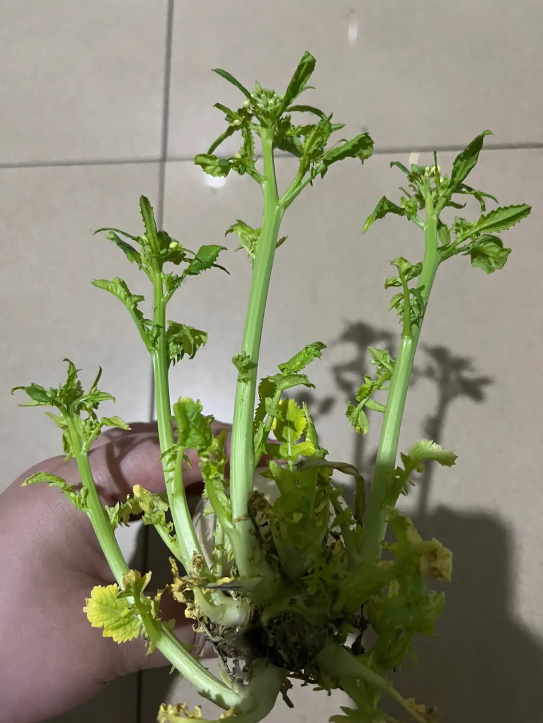 萝卜发芽了还能吃吗?有毒吗?