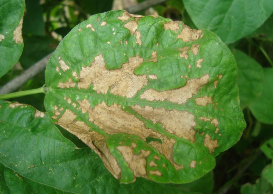 豆角种植有哪些病虫害,达人视频科普守护豆角健康