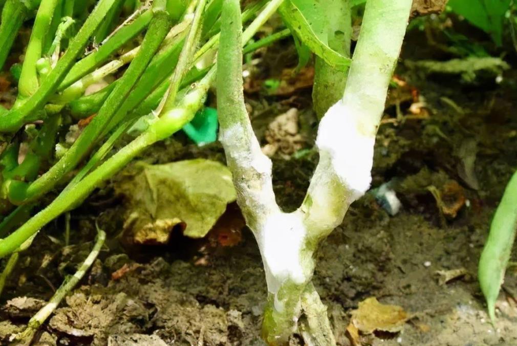 豆角种植有哪些病虫害,达人视频科普守护豆角健康