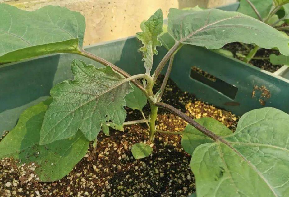从老根到新芽-茄子第二年还能发芽结果吗?