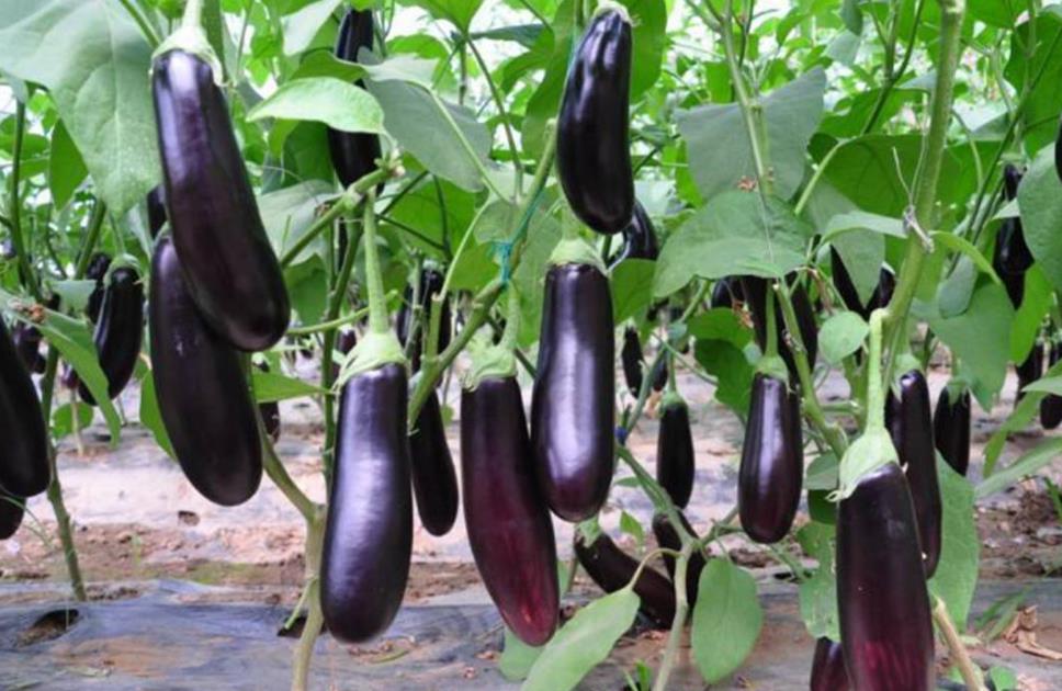 从老根到新芽-茄子第二年还能发芽结果吗?