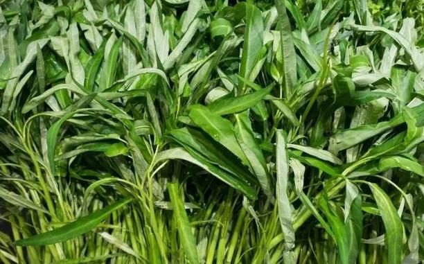 <b>空心菜的营养价值与食用人群禁忌介绍</b>