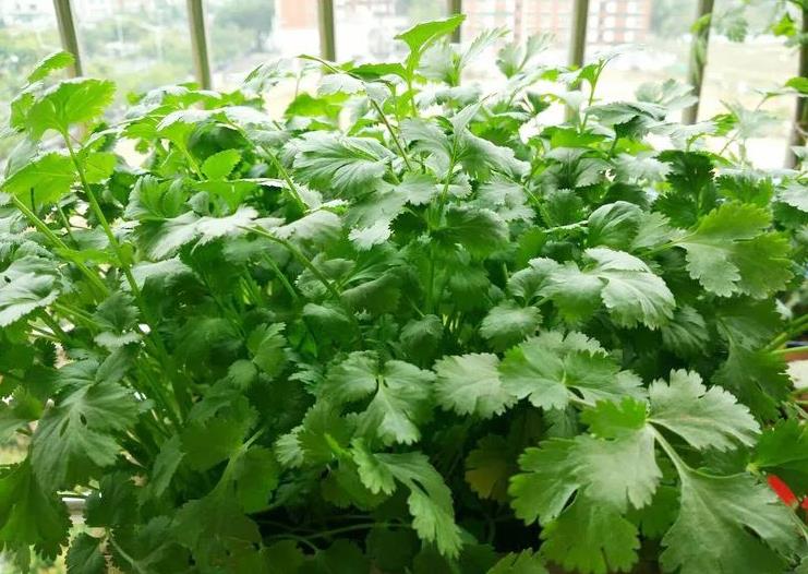 <b>家庭种植攻略-阳台种植香菜的正确方法视频教学</b>
