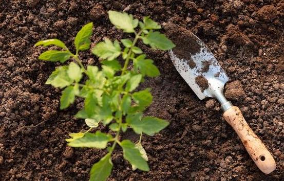 <b>西红柿高产秘籍-种植西红柿用什么肥料最好</b>
