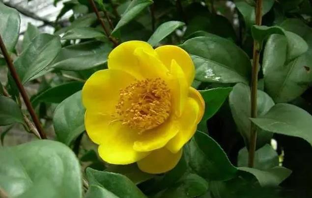 <b>金花茶可以泡酒吗？一杯好酒，养生又养颜</b>