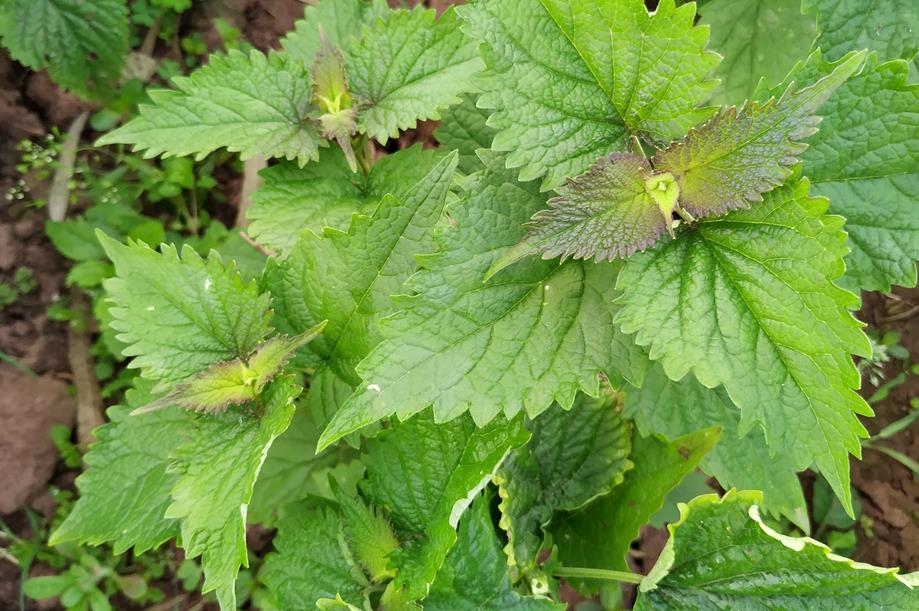 藿香一物多用,从药用、驱蚊到美白的多种神奇用途介绍