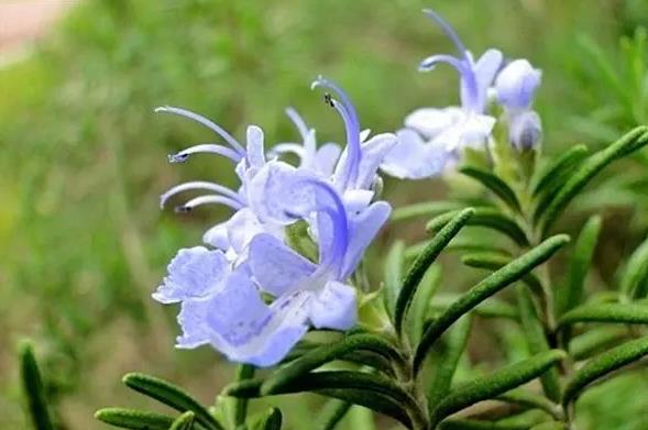 <b>天然防蚊新选择-迷迭香可以驱蚊驱虫吗？</b>