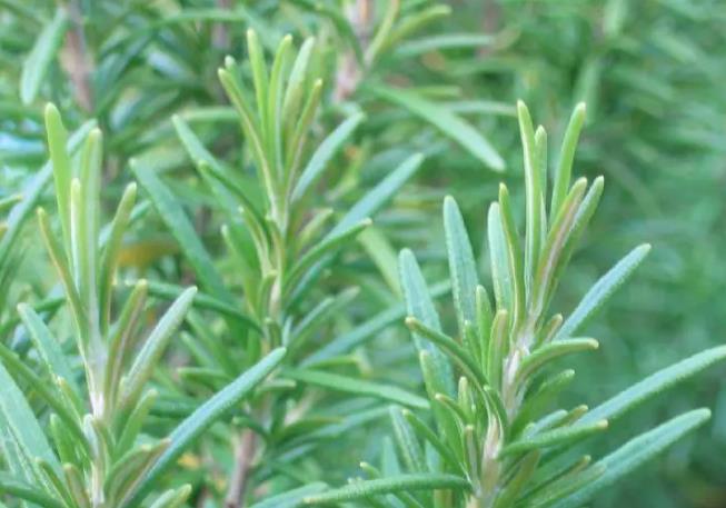 天然防蚊新选择-迷迭香可以驱蚊驱虫吗?