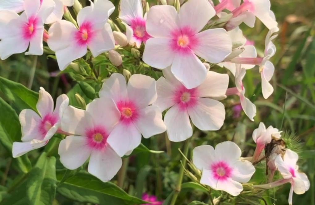生命的延续-福禄考开花后有种子吗?