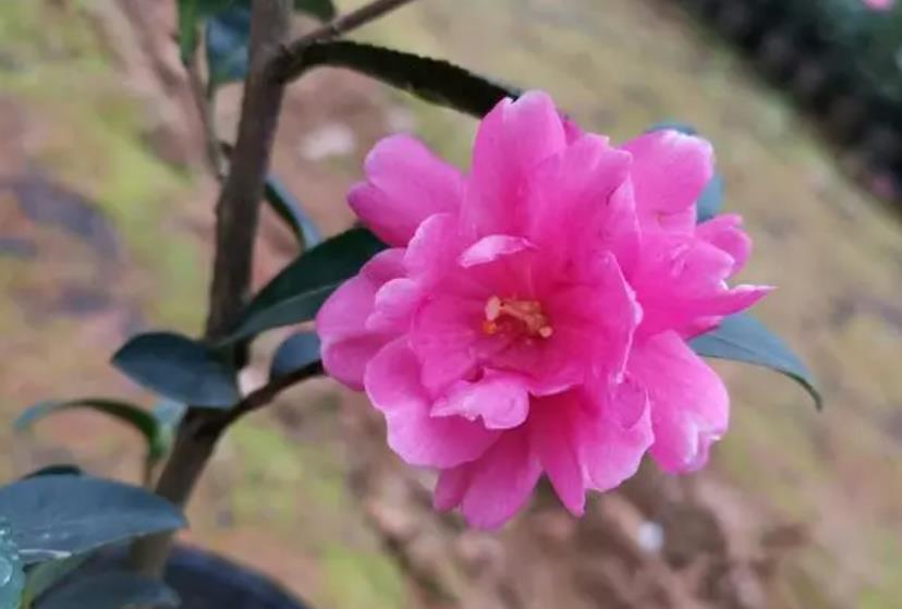 茶梅花耐阴吗?室内养殖需要注意些什么?