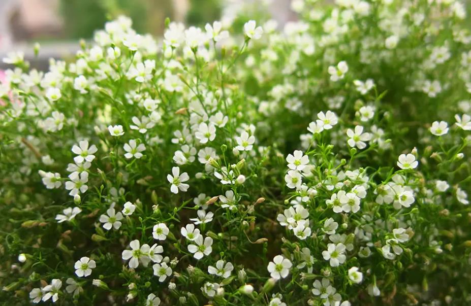 花卉知识小课堂:勿忘我和满天星是一种花吗?