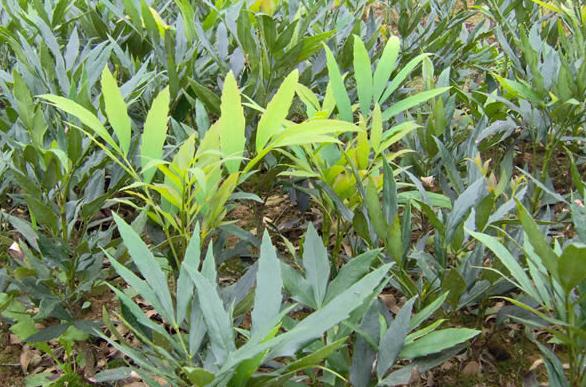 <b>植物宝典-十大功劳生长环境要求与分布区域地图</b>