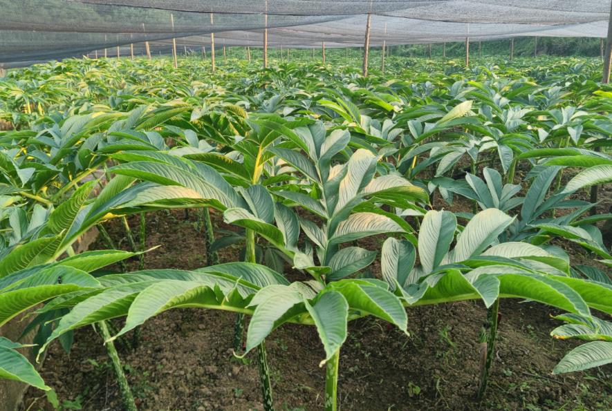 <b>魔芋生长秘籍-环境要求与种植区域全解析</b>