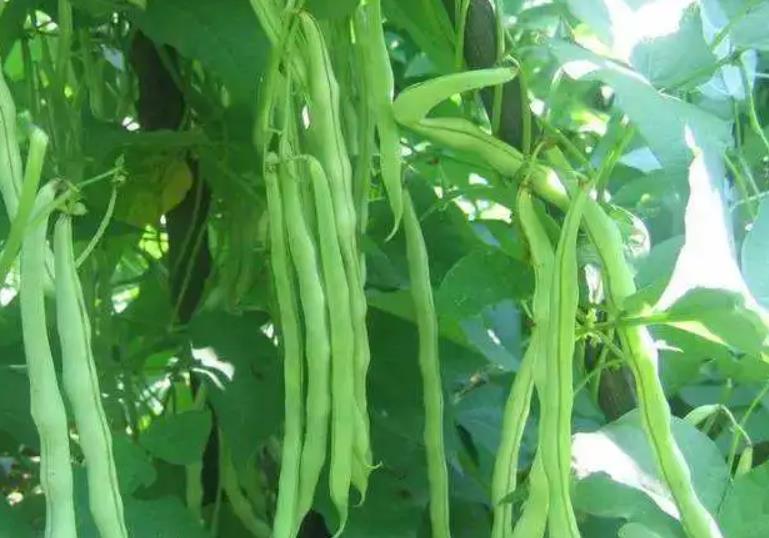 <b>四季豆能结几茬及种植技巧与丰收秘诀</b>
