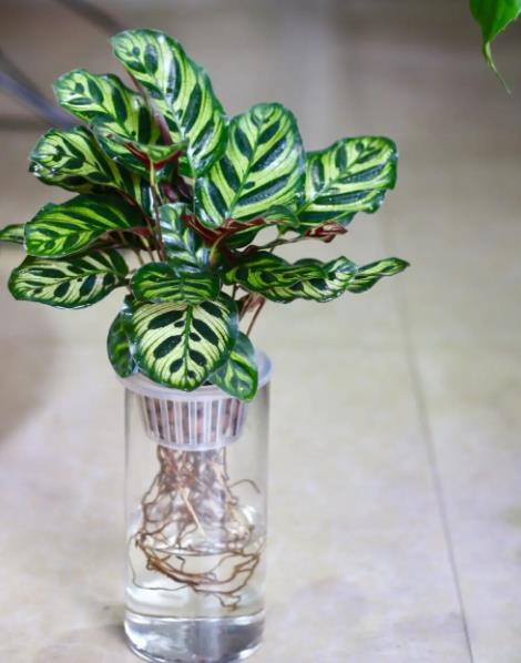 孔雀竹芋有毒吗?水培养殖全攻略来啦!