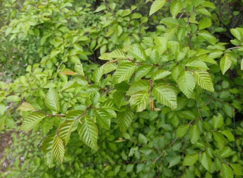 山榆是什么植物,有什么特点和价值?