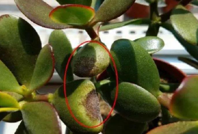 拯救燕子掌!叶子发黄变软怎么办?专家教你几招