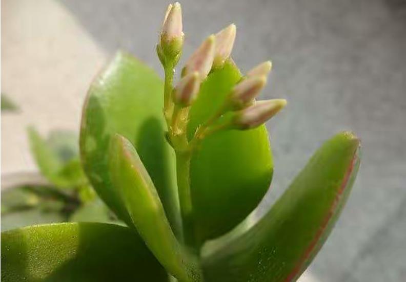 拯救燕子掌!叶子发黄变软怎么办?专家教你几招
