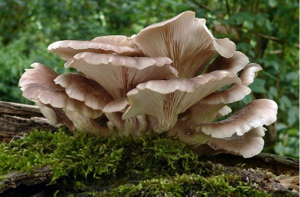 白黄侧耳-营养丰富的食用菌类你了解多少?