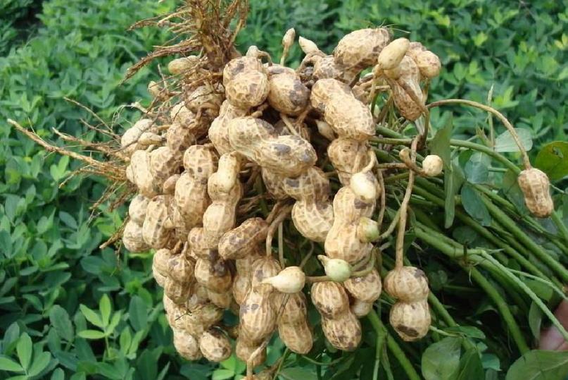 <b>花生丰收在望，花生怎么收获不掉果实？</b>