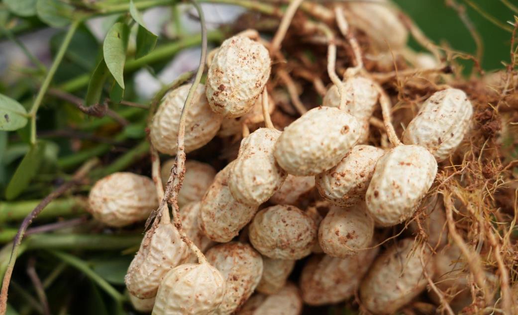 花生丰收在望,花生怎么收获不掉果实?